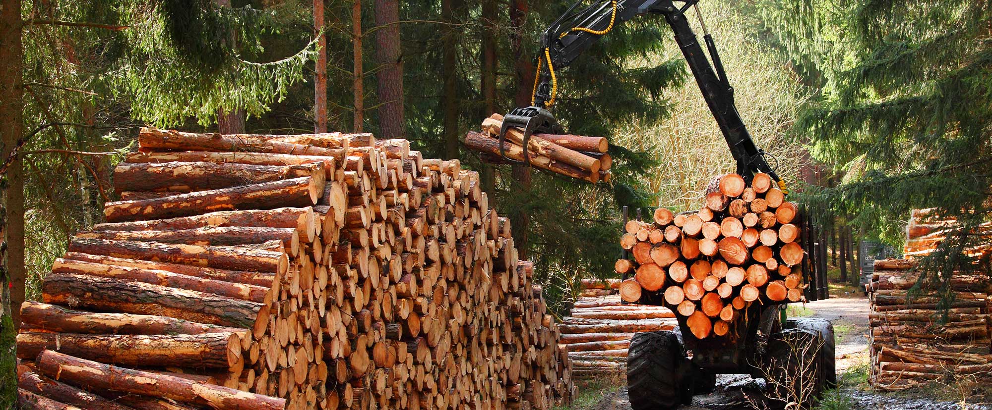 Illegal logging and deforestation: money does grow on trees